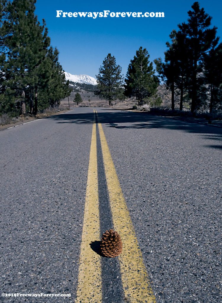 Pine cone sitting on the center line of a highway